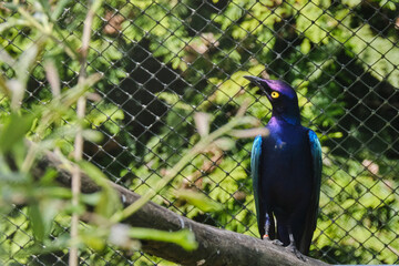 Greater Blue-Eared Starling glitters beautifully when the sun shines on it