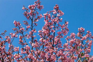 Pink blossom sakura flowers on a spring day in Japan.,
