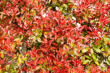 Red color leaf use for background., nature background