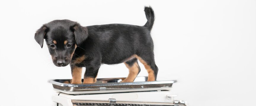 191 Puppy Scale Stock Photos, High-Res Pictures, and Images - Getty Images