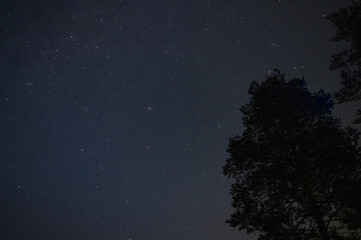 Silhouette of trees against night sky with stars.