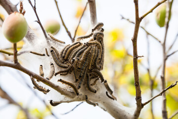 caterpillar worm on the moth in the family