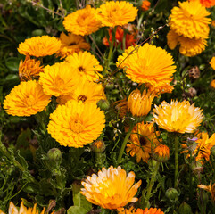 Marigold yellow flower petals calendula flower in garden.