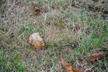 A dry autumn leaf on green grass