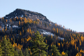 Beautiful, golden yellow larch trees in the Blewett Pass area of Washington state in autumn
