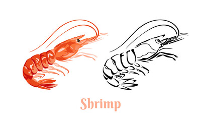 Shrimp vector color cartoon illustration and black and white outline. Seafood icon.