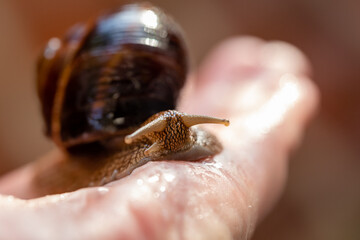 A large snail on a human hand. Pet, cosmetology and useful properties. A snail from the Helicidae family.
