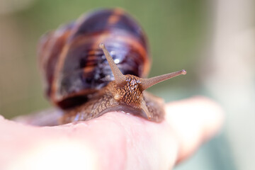 A large snail on a human hand. Pet, cosmetology and useful properties. A snail from the Helicidae family.