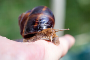 A large snail on a human hand. Pet, cosmetology and useful properties. A snail from the Helicidae family.