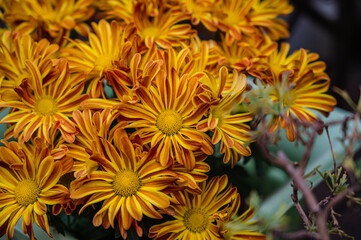 A closeup shot of the beautiful yellow daisy flowers