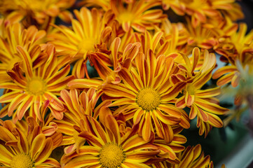 A closeup shot of the beautiful yellow daisy flowers
