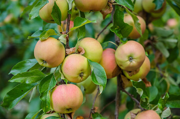 A selective focus shot of apple tree branches