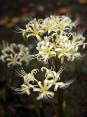 ショウキズイセン Lycoris africana