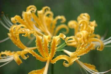 ショウキズイセン Lycoris africana