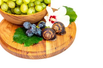 Obraz na płótnie Canvas A snail and a bunch of grapes with hibiscus color on a wooden board. White background.