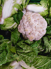 Cauliflower (Brassica oleracea) and Chinese cabbage (Brassica rapa subsp. Pekinensis) or petsai are...