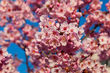 Pink blossom sakura flowers on a spring day in Japan., Beautiful Japanese Cherry blossoms - Sakura..
