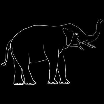image elephant outline white standing graphics design vector Illustration