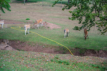 A group of dappled deers in a farmland