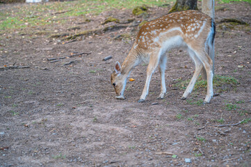 The adorable deer with dots walking on the ground in the park