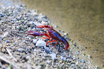 Crayfish Procambarus Clarkii Ghost on nature background