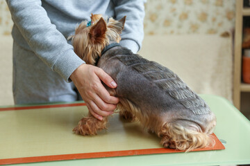 dog grooming close up. groomer's hands working with dog