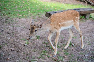 Naklejka na ściany i meble The adorable deer with dots walking on the ground in the park