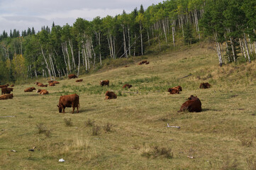 Herd of Cows on a Hill