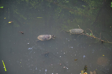 Two turtles in a pond