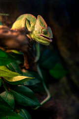 small is beautiful a real chameleon in a terrarium