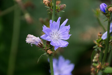 Purple Flower in the Garden