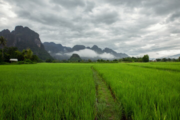 green rice field in the morning