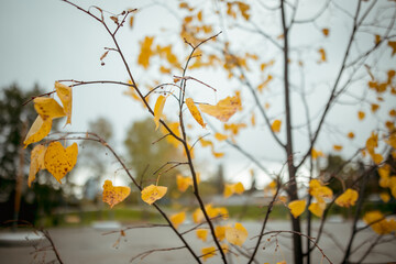 Осенние деревья в городе и парке, золотистые, желтые листья