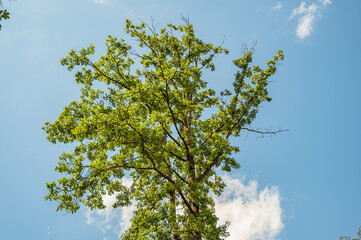 The beautiful tall trees gleaming under the blue sky in the park - great for wallpapers