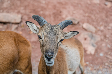 A closeup shot of a goat in a farmland