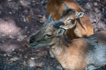A closeup shot of a goat in a farmland
