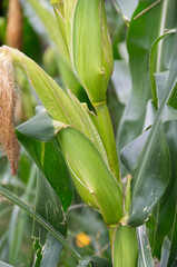 Corn on the Stalk
