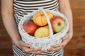The hands of a young girl are holding a basket with ripe red apples and pumpkins. Harvesting,...
