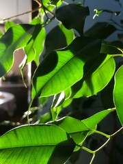 green leaves in the sun