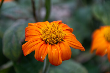 Orange Flower in the Garden