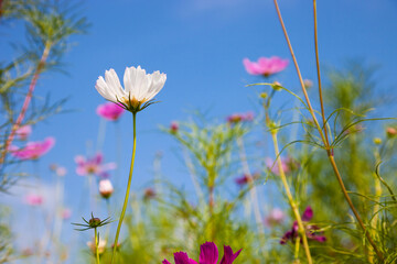 Beautiful spring Cosmos flower background., Cosmos flower.