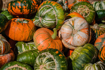 A closeup shot of decorative pumpkins