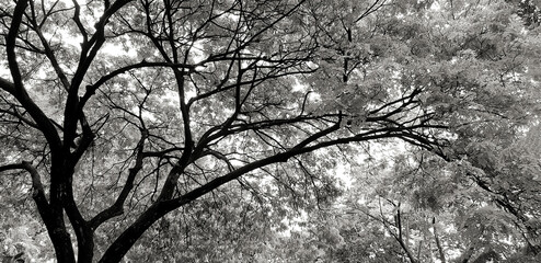 Fototapety  Beautiful branch of tree with green leaves for background at park garden in black and white tone. Beauty of nature, plant growing and Natural Wallpaper concept