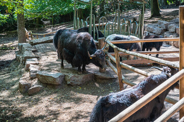 A person giving food to the adorable black cattle behind the fence in the farm