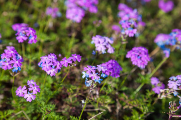 colorful pink moss phlox as background., Pink Moss Flower