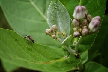 ant on a leaf