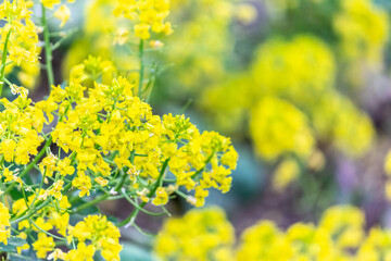 Fototapeta premium Field of rapeseed. Close up of yellow flowers for background. Macro.