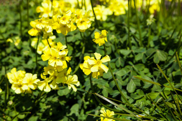 Beautiful blooming Daffodil flower or narcissus