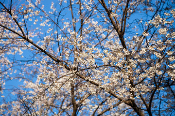 White blossom sakura flowers on a spring day in Japan., Beautiful flowering Japanese cherry - Sakura.