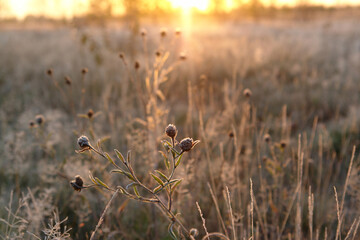 Cold autumn background - frozen flowers of Brown Knapweed or Brownray Knapweed (Centaurea jacea) in the field. Fall nature landscape with copy space